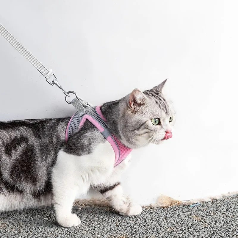 Serenosole™ CatVenture | Bequemes Anti-Ausbruch-Geschirr für Katzen | Von Tierärzten empfohlen (1+1 GRATIS)
